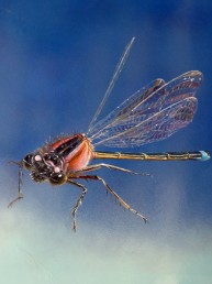 dragonfly